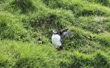 PICTURES/PUFFINS - Helmaey Island/t_PU (2).jpg